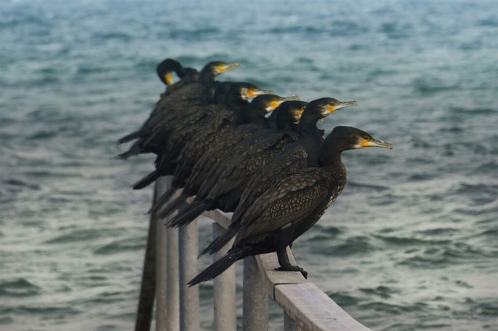 great cormorants 6252062 1280