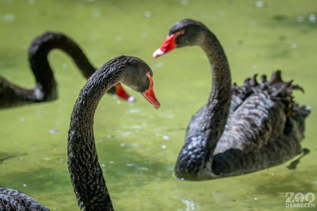 Tíz év után költöztek újra fekete hattyúk a Debreceni Állatkertbe! 3 fekete hattyu