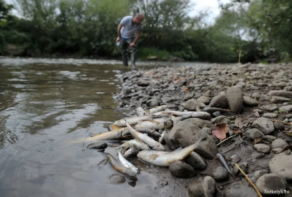 Felfoghatatlan: Teljesen elpusztult a Kis-Küküllő élővilága a parajdi sóbányánál bekövetkezett katasztrófa következtében 3 halpusztulas parajdi katasztrofa 20250620150335.1200.811.s.jpg