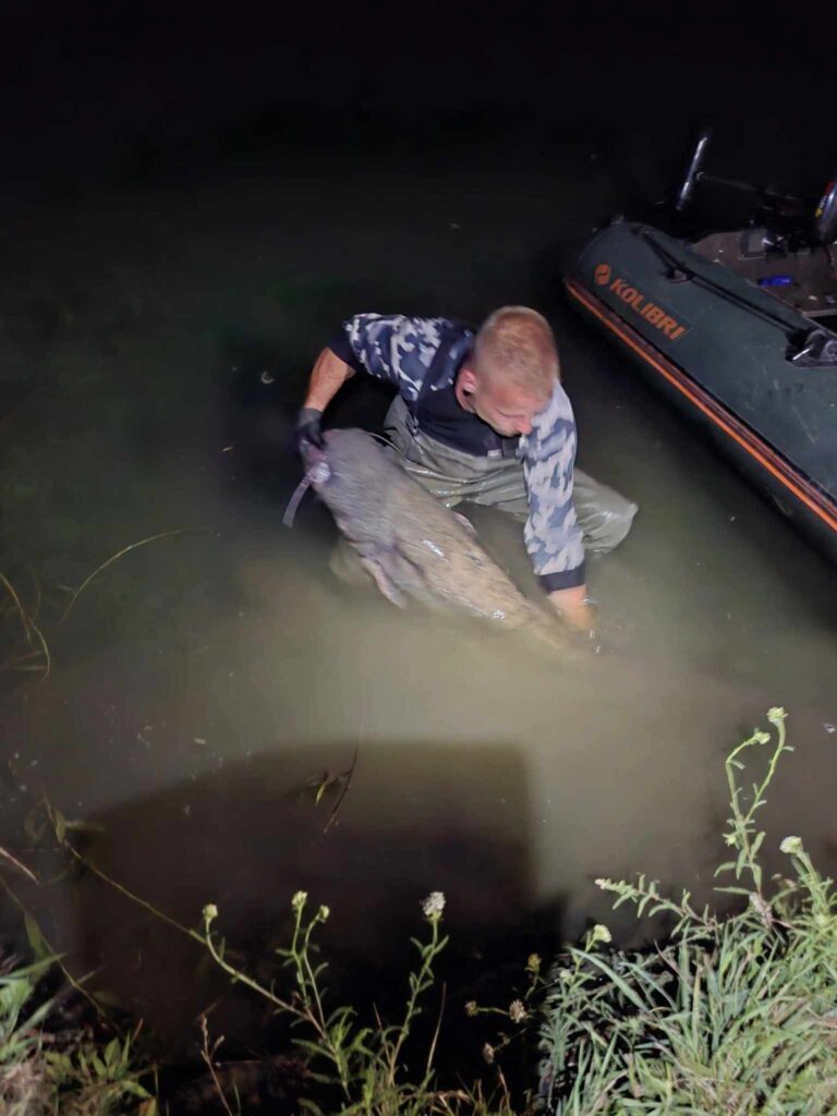 Lassú, de erőteljes kapással jelentkezett a gyönyörű másfél méteres harcsa, ami egyéni rekodot is hozott! 5 harcsa2