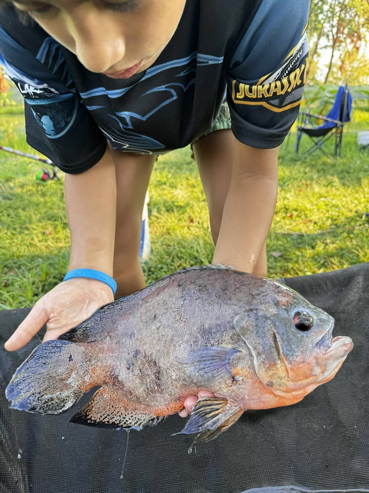 tropusi halak europaban6