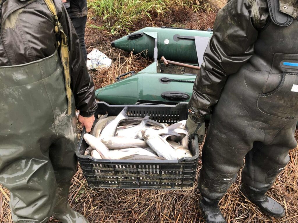 10 tonna busától és egy tonna ezüstkárásztól szabadította meg idén a KTVHESZ a Tisza folyót 3 busa2