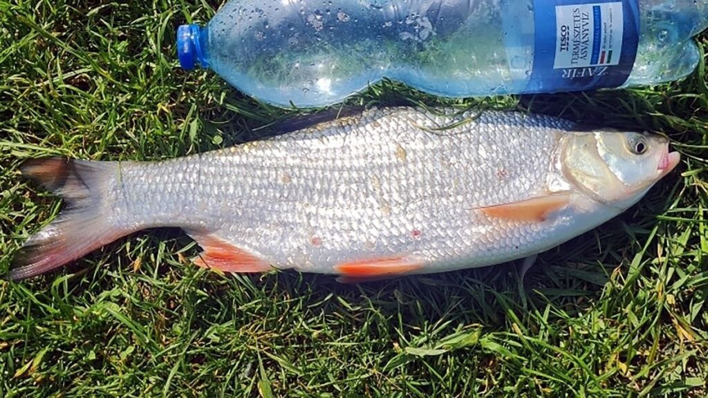 Jász vagy balin? - a Magyar Haltani Társaság válaszolta meg a kérdést! 3 jaszbalin