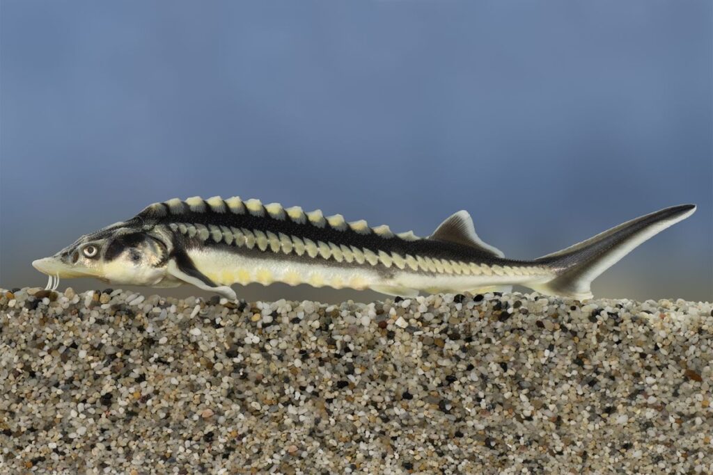 A vágótok lett az Év hala 2026-ban! 3 vagotok