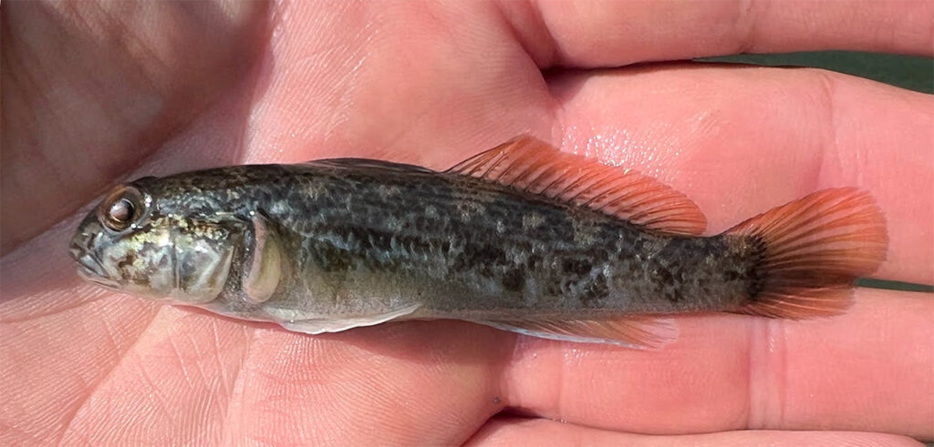 A Rábaközben is rohamosan terjed a kerekfejű géb 3 624252608 1320857296738359 5827991537113978916 n