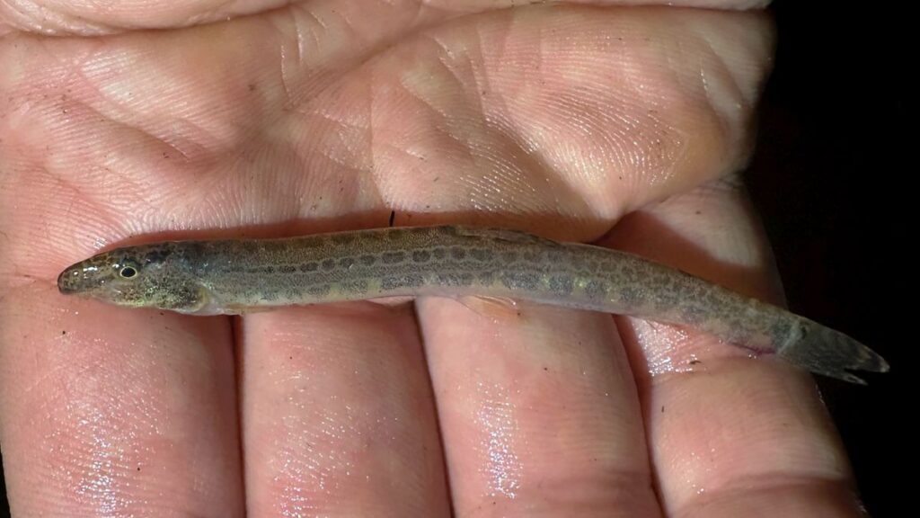 Csalifogó hálóval fogott ritka csíkfélét egy horgász a Nádor-csatornán 3 vagocsik