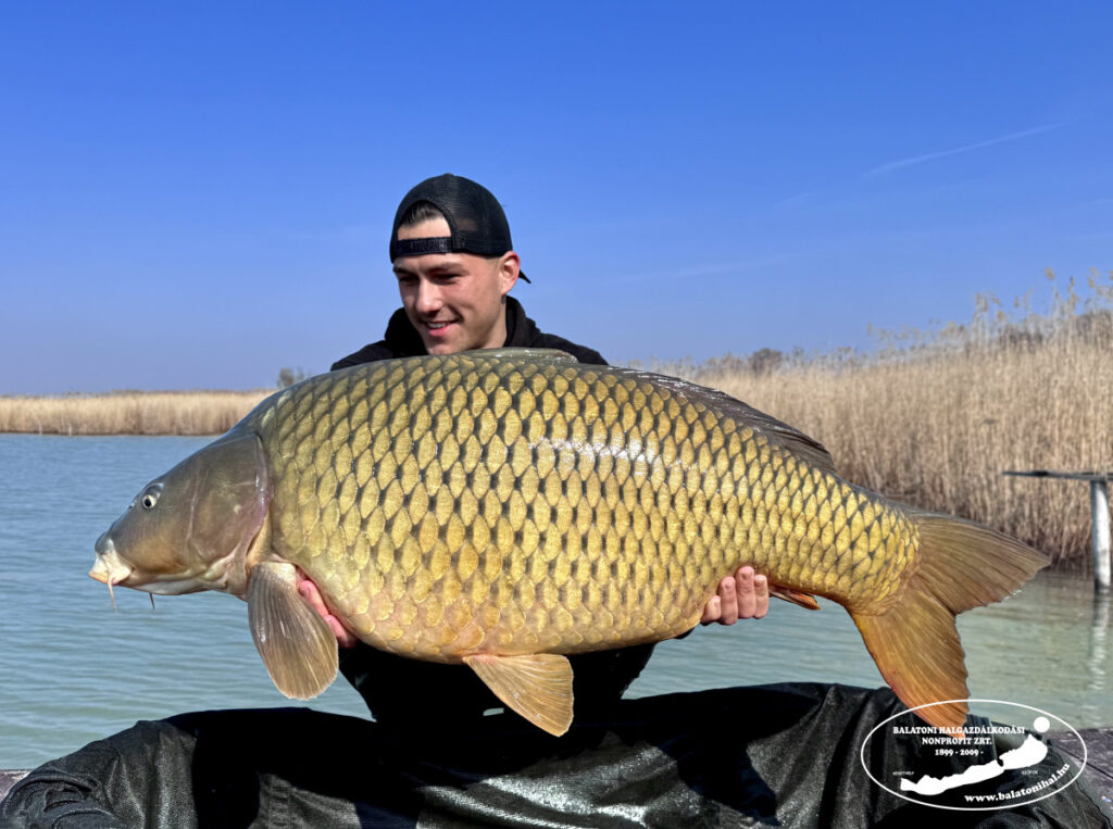 Óriási balatoni ponty Sziligetről