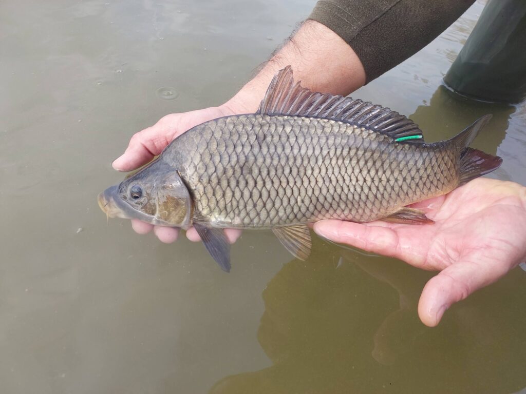 7 tonna kétnyaras ponty került a pilismaróti és a visegrádi öbölbe! 16 Ilyen kétnyaras pontyok kerültek a Visegrádi és Pilismaróti öbölbe