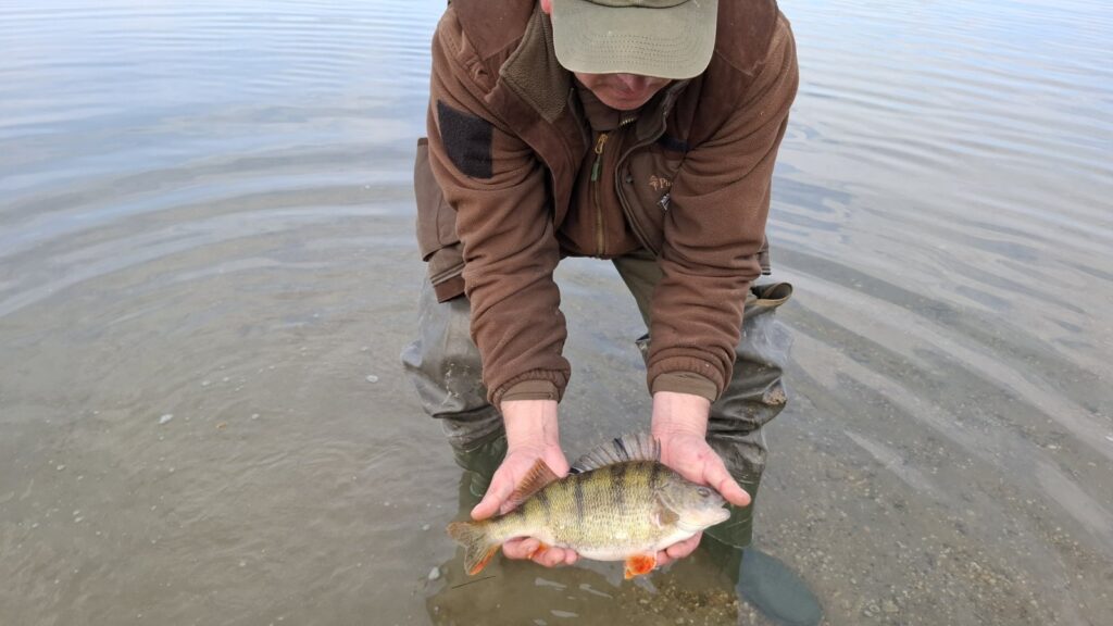 ívó halakat mentett a horgász szövetség