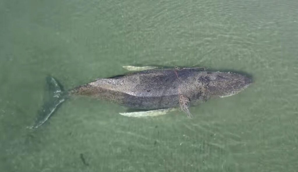versenyfutás az idővel: partra vetődött bálnát próbálnak megmenteni Németországban