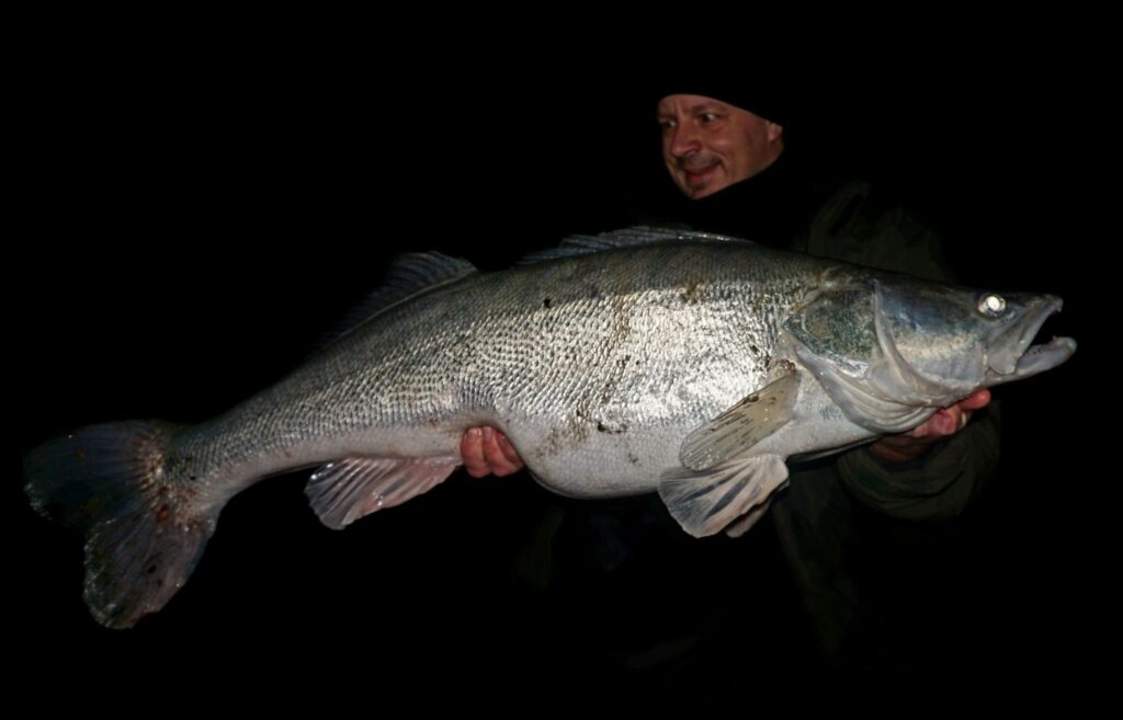 Partról cserkelve fogott dunai gigasüllő