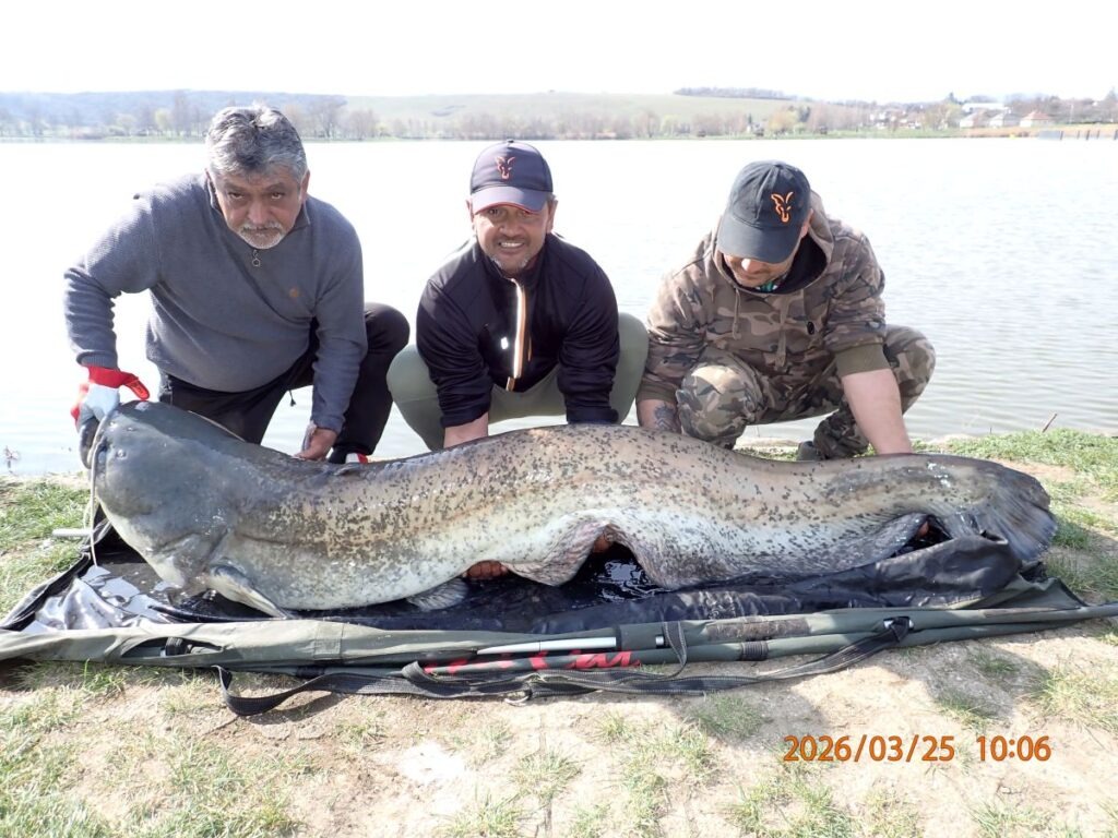 2 méter feletti harcsát fogtak Maconkán