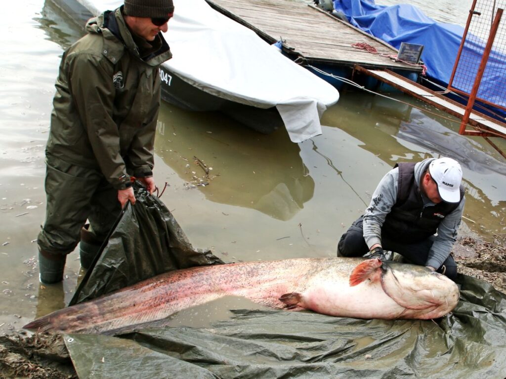 270 centis , 109 kilós tiszai óriásharcs