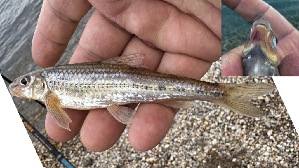 A beazonosításra váró küllő 