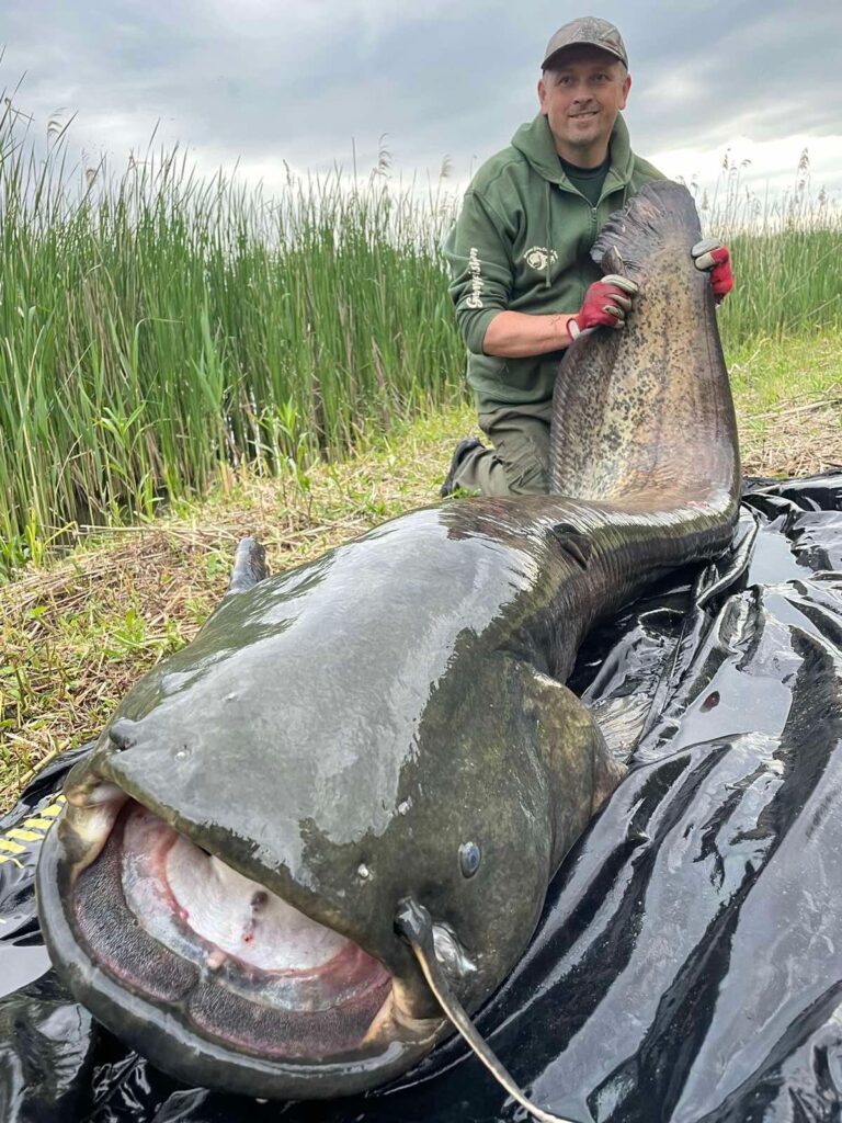 A Nőtincsi Szent István-tó eddigi legnagyobb harcsája, 2 méter és 100 kg feletti