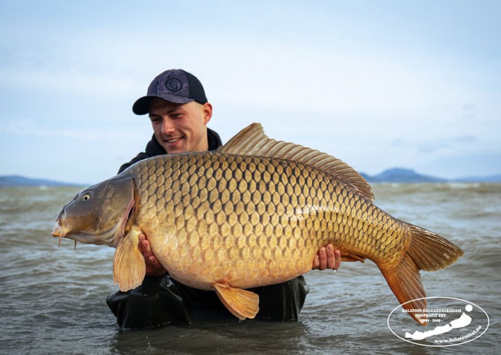 21+os balatoni pontyot fogott