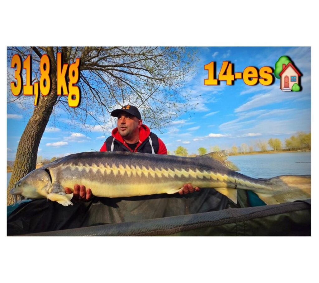 Egy 32 kilós tokhal akadt horogra Szászpán