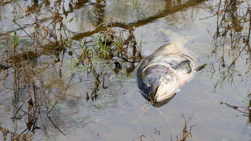 Nincs ok a pánikra, "megszokott" volt a tavaszi halpusztulás a népszerű horgászvízen