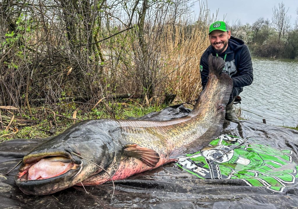 Hatalmas küzdelem a 236 centis harcsával
