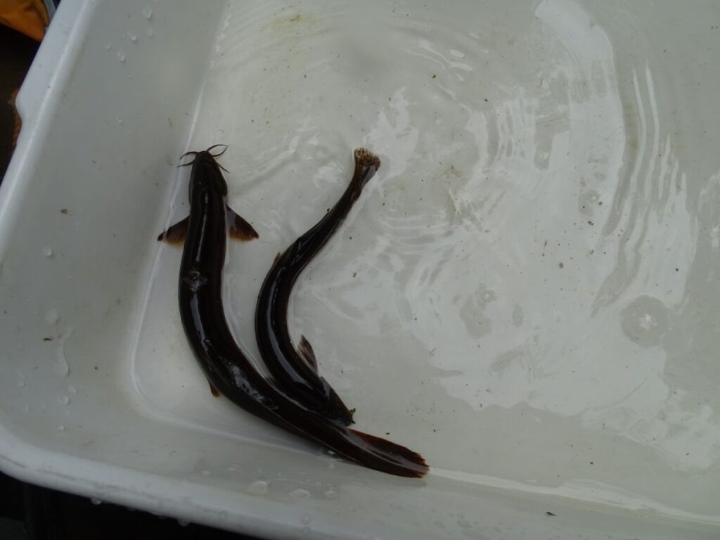 672452350 963350579883647 8911468221879826256 n