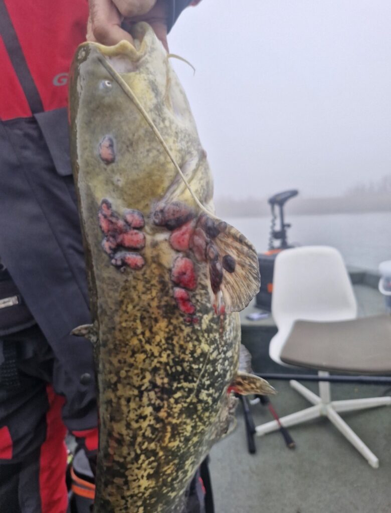 682462973 1378535920974184 989104267306926086 n