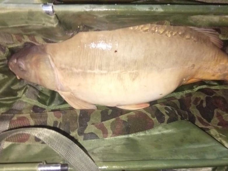 Szép pontyokat és rekordkárászt fogott a hideg vízben a kis Roli a Carp Centrum taván 10 Carp Centrum pocakos tükröse