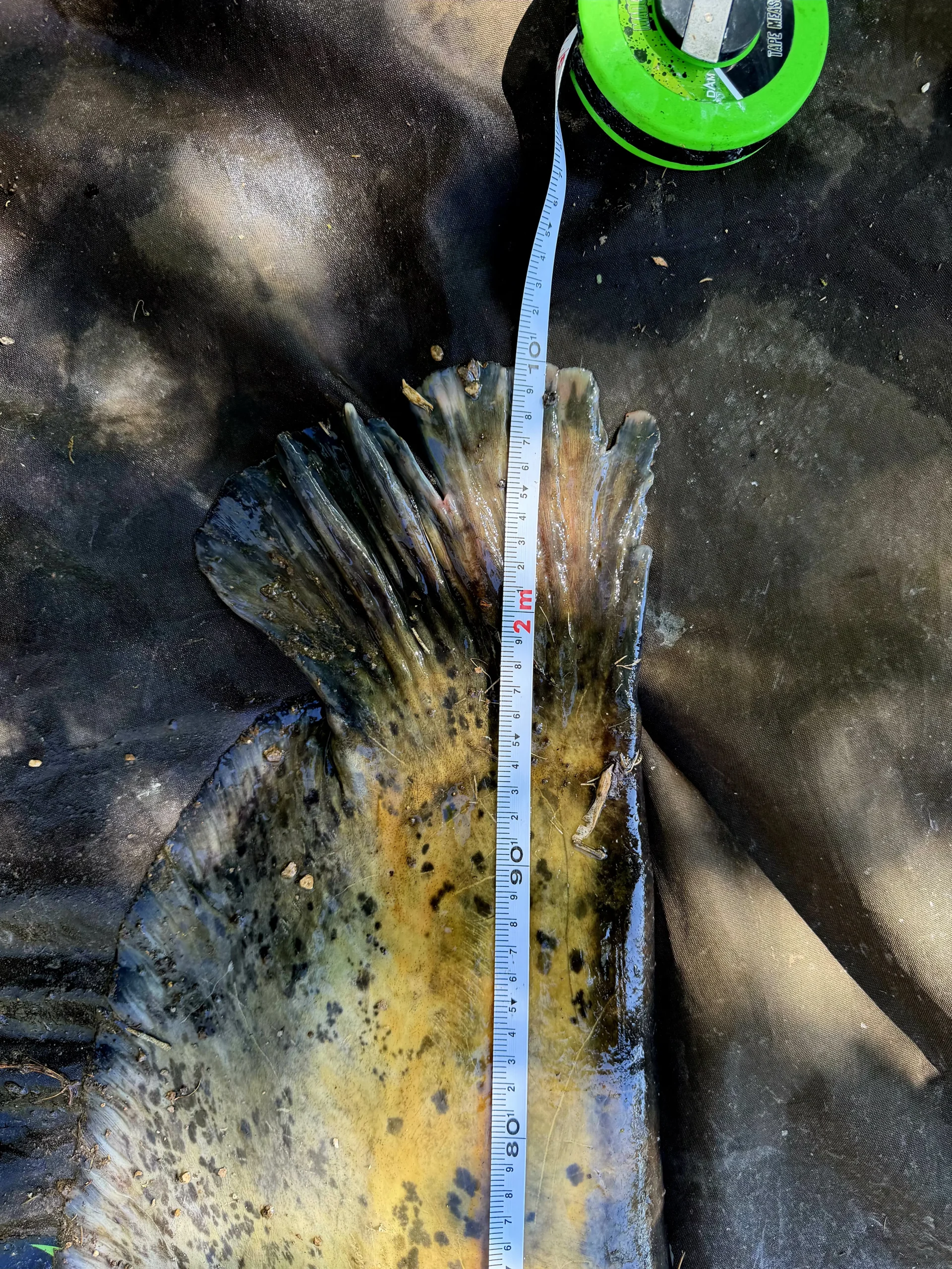 Filkohazi Erika rekordja 5 scaled