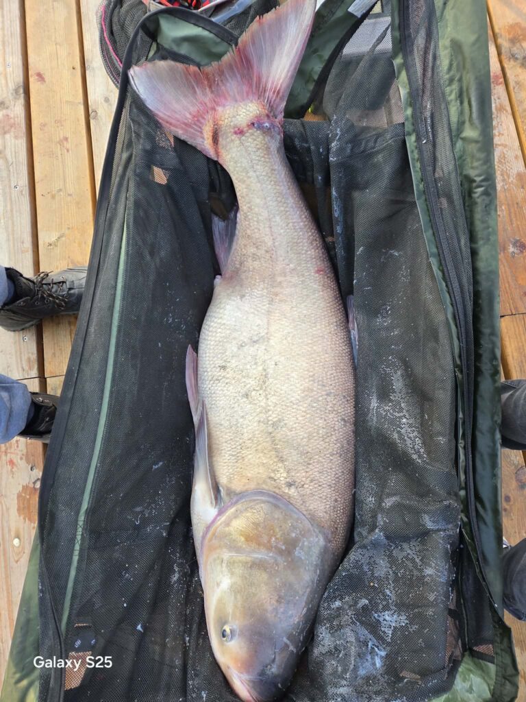 RSD busa method feeder2