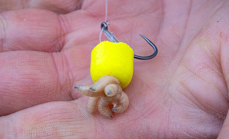 Több brit vizen már csak horgon felkínálva engedélyezik a csontit