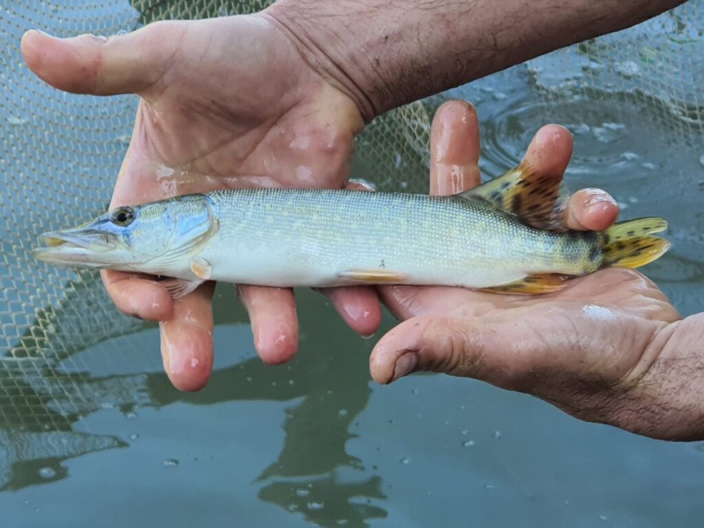 150 ezer előnevelt csukát telepített a Horgász Szövetség és üzentek a fanyalgóknak is!