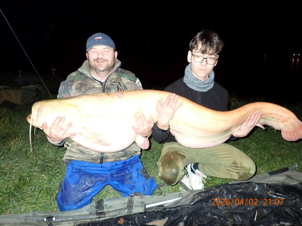 Hatalmas fehér harcsa akadt horogra Maconkán! 4 feher harcsa