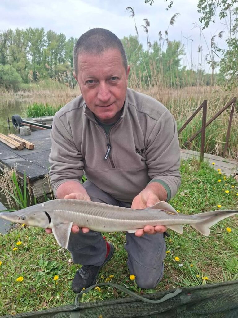 Ritka, jelölt kecsegefogás érkezett az RSD-ből!