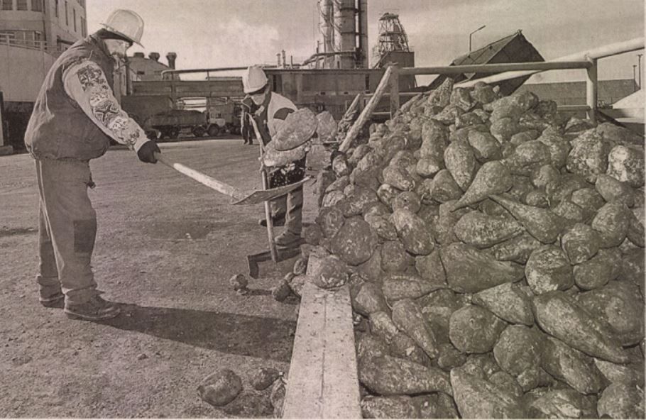 kiszaradt cukorgyari ulepito tavak 3