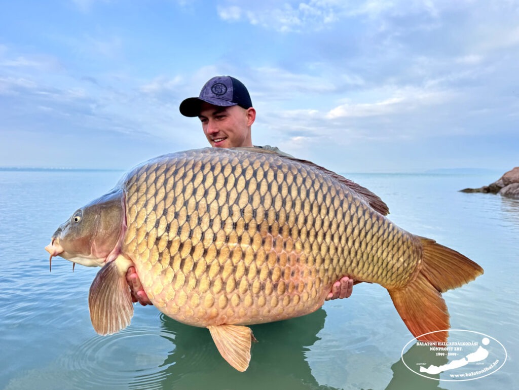 Ismét egy 25+os pontyot fogott a Balatonon Szoják Benedek
