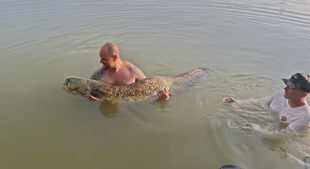 Tonhalas-krilles dupla bojlira érkezett a 45kg-os harcsa a Fish World horgásztavon 5 IMG 0249 9b154536581d53c1e20a5b7b550d52f5
