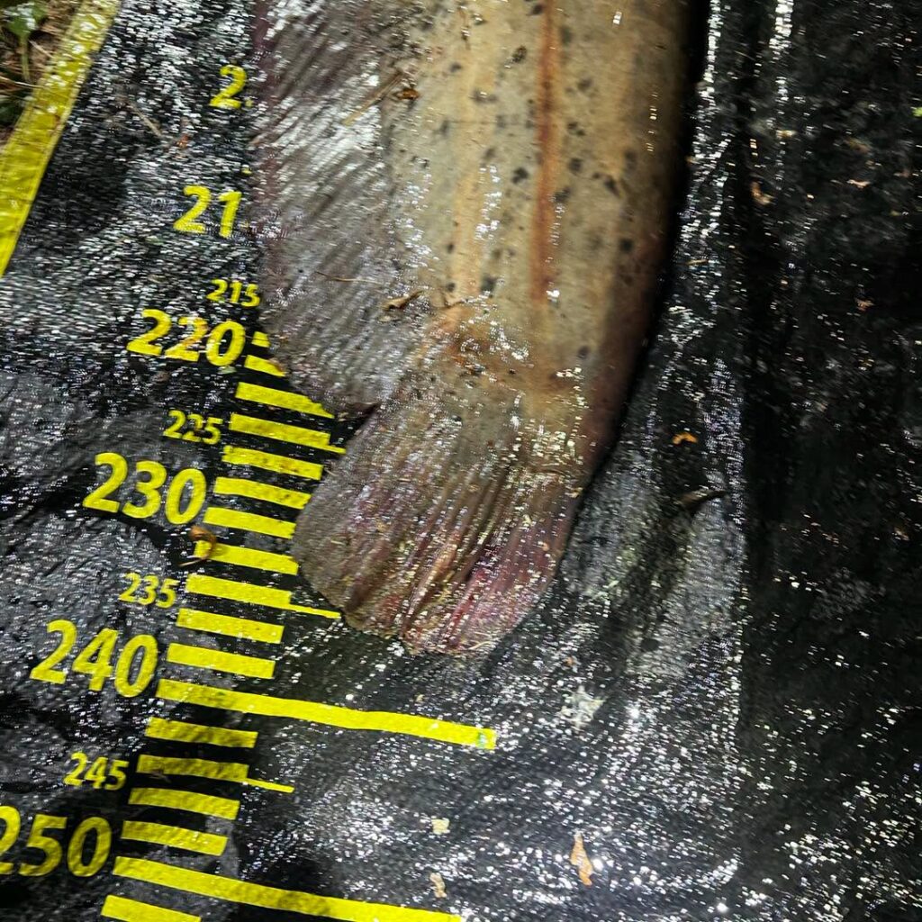 Közel két órán keresztül fárasztották a 237 centis palotási óriásharcsát! 5 779755641 1035562619241417 5373191702577748117 n