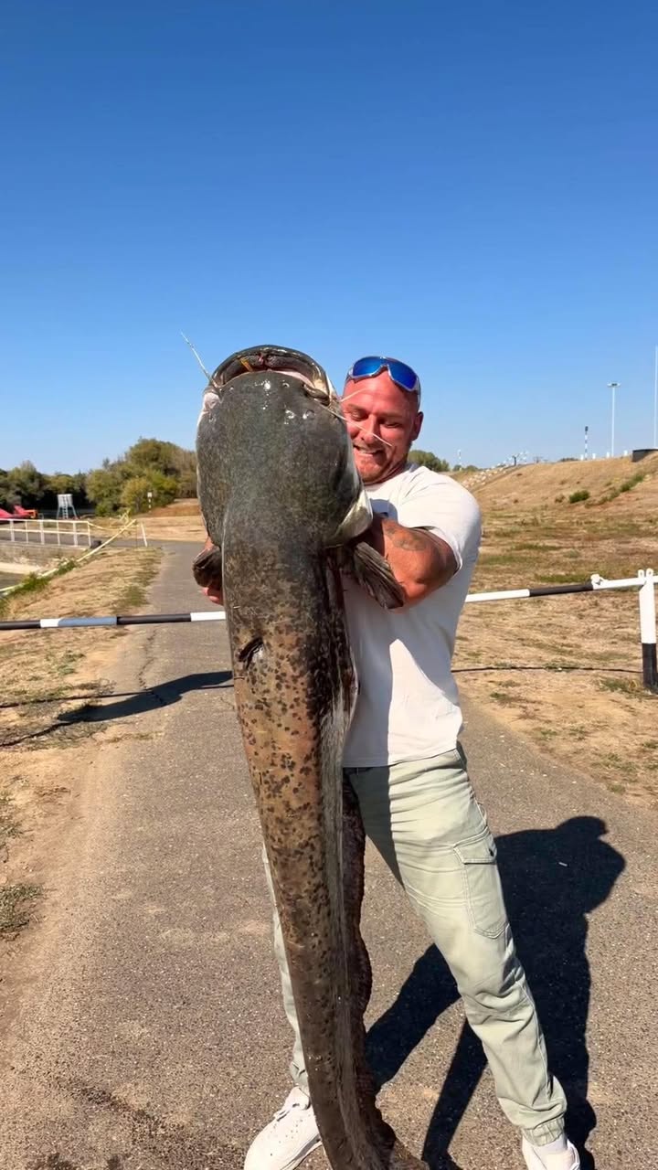 175 centis harcsát pergettek a békési duzzasztónál