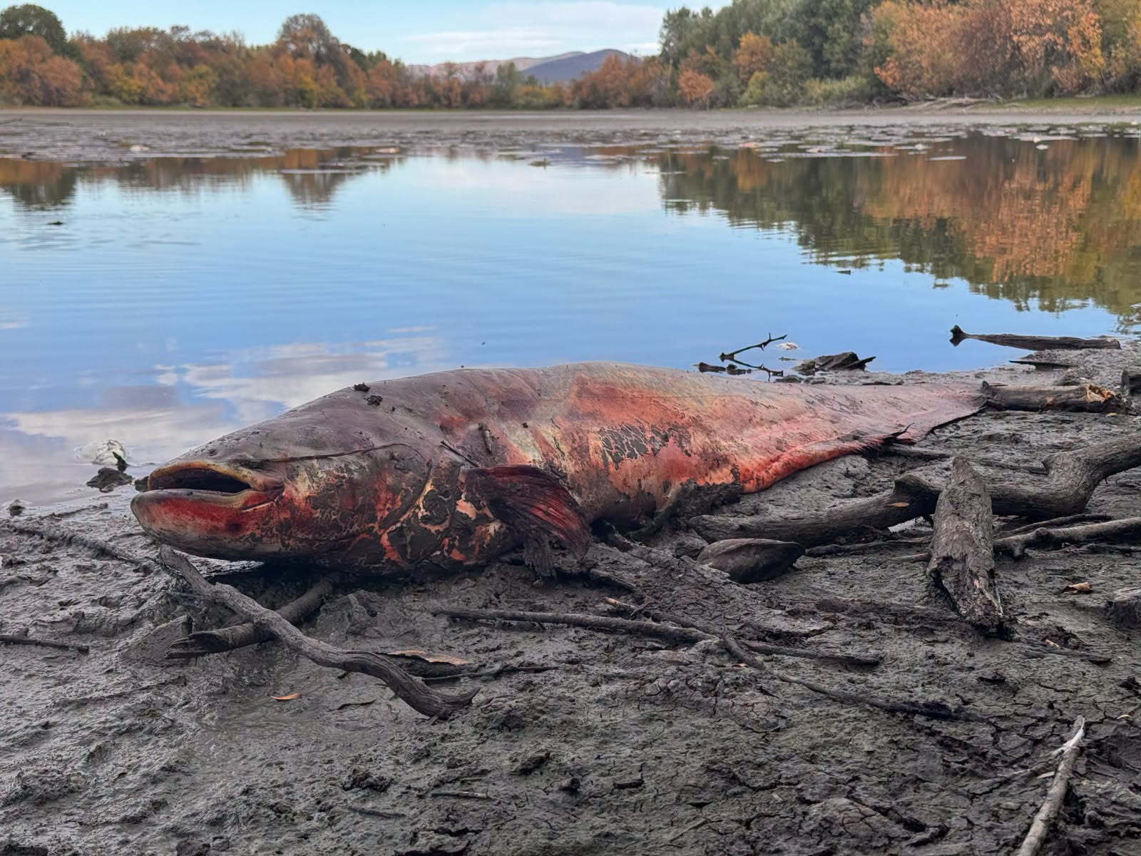 Sokkoló látvány! Nagy erőkkel zajlik a halmentés a MATE Tass-pusztai tangazdasági taván! 8 Ebben a pillanatban is zajlik a MOHOSZ halmentése a MATE Tass-pusztai tangazdasági taván