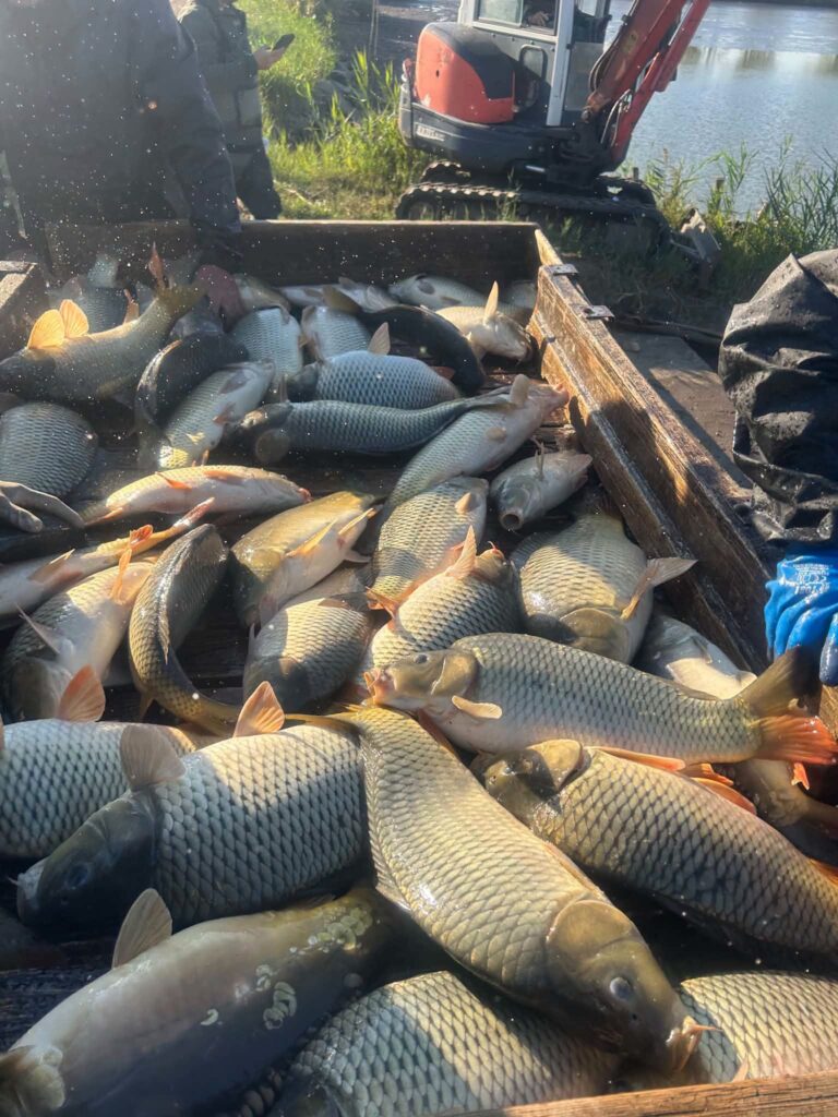 3700 kg háromnyaras pontyot telepített a Szövetség a Tiszába és a Nagykunsági főcsatornába 3 828417778 1395769705565503 6074234440927184940 n