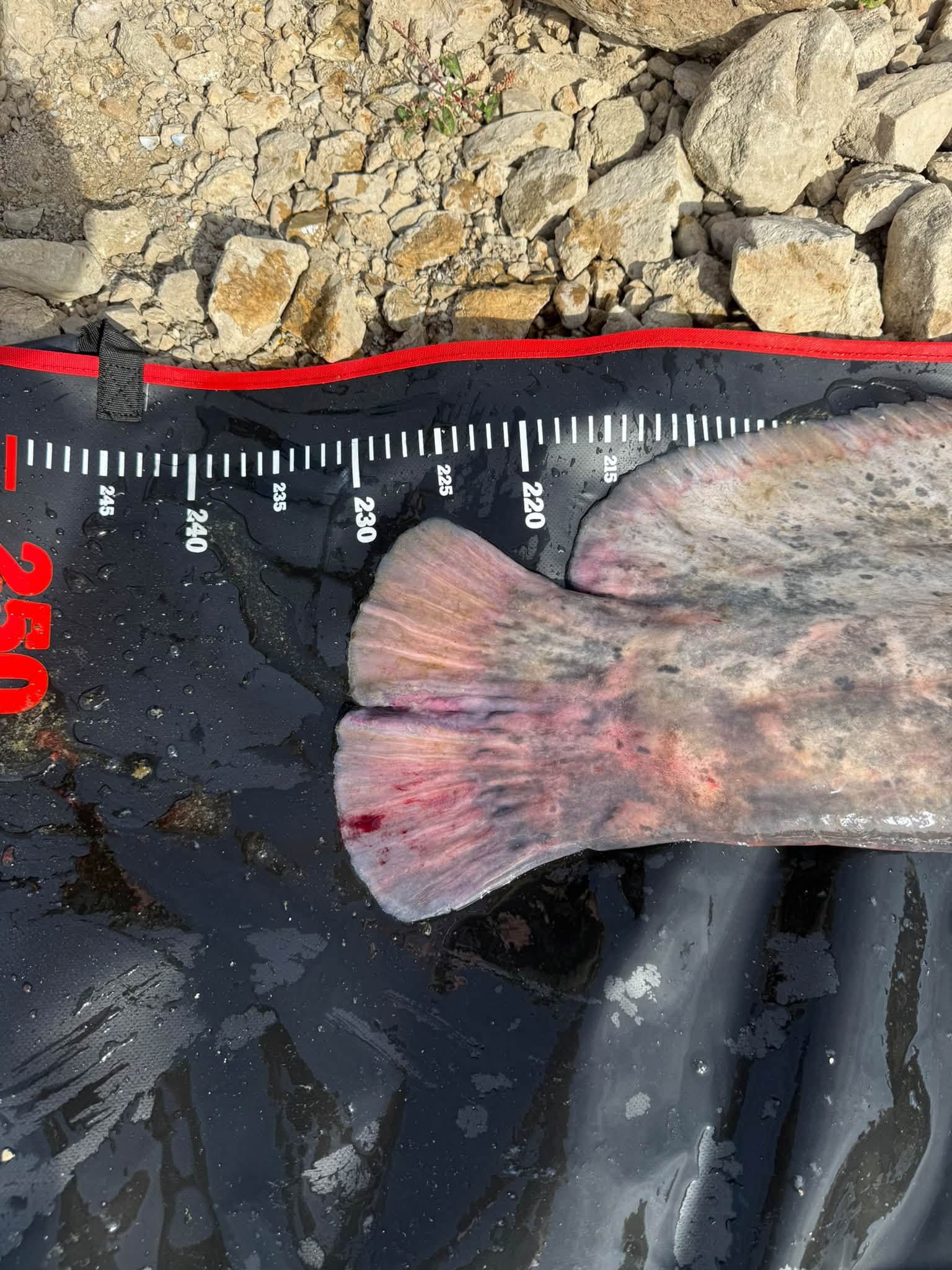 Ismét nagyot akasztott Palej Zsóka! 232 centis gigaharcsával zárta az évet Fehérvárcsurgón! 14 835598044 39269713595975348 8519734531588648367 n